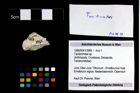 Foto (Objekt + Etikett) von Tanidromites sp.  (NHMW-GEO-1990-0041-3985)